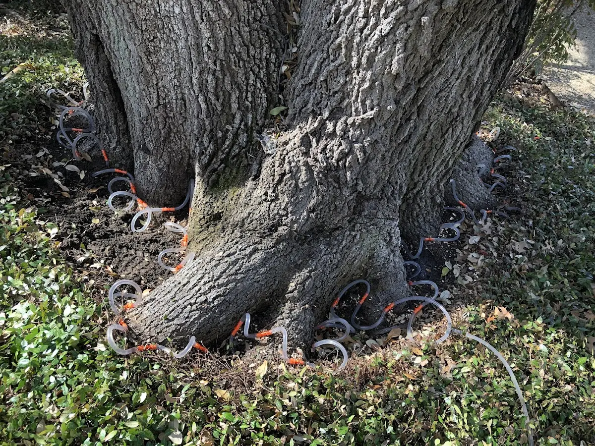Detailed Tree Cabling and Bracing job site in Red Boiling Springs